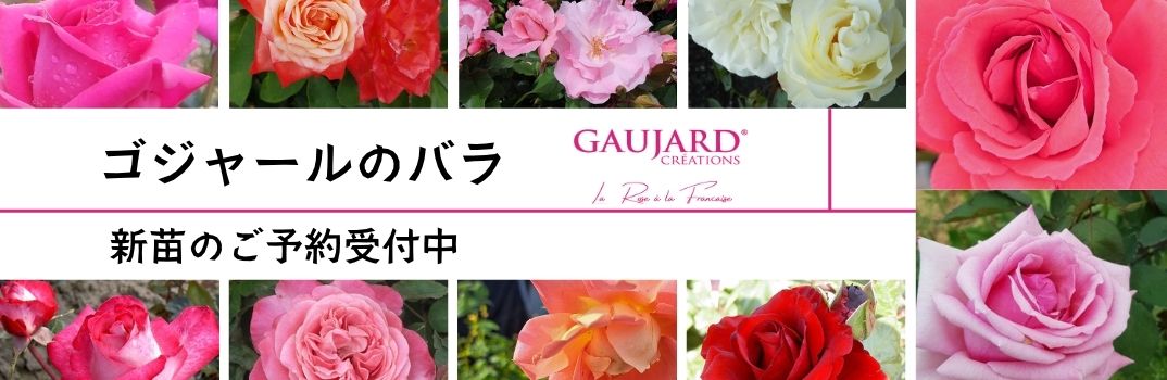 ゴジャールのバラ